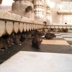 Templo dedicado a las ratas