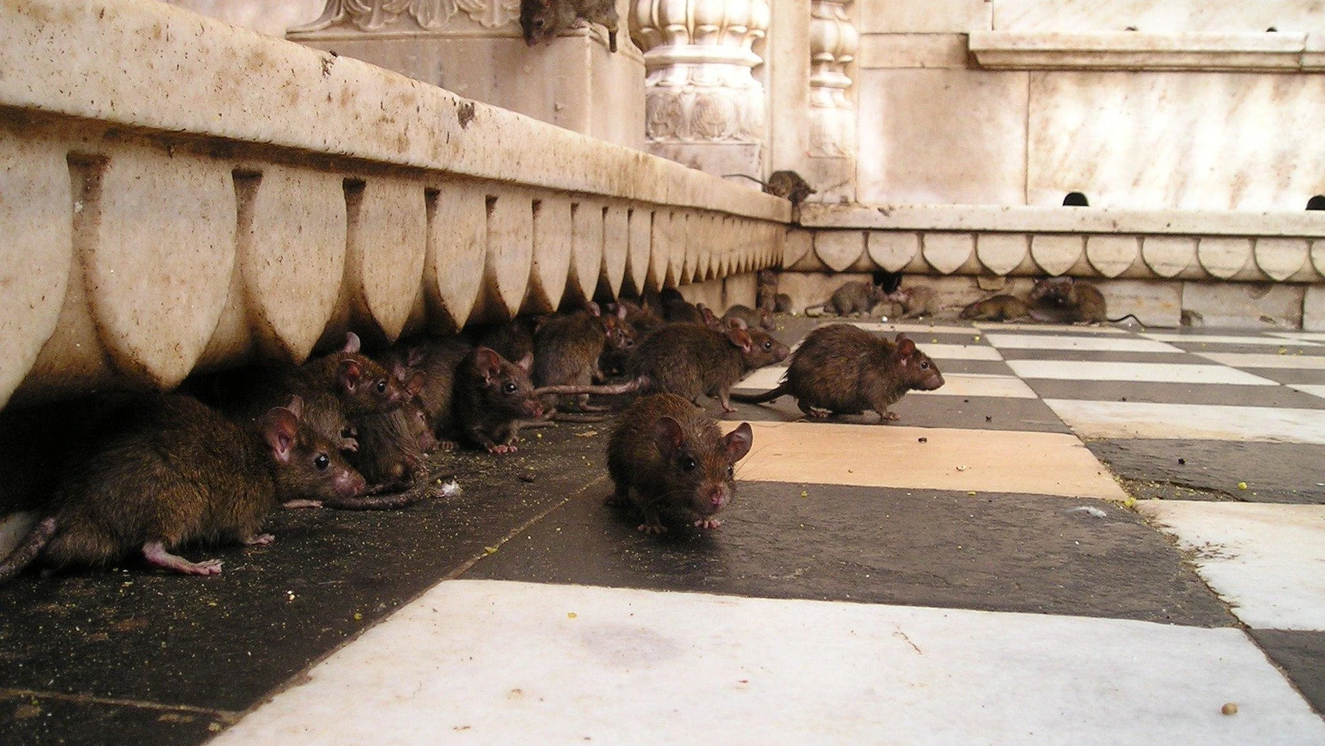 Templo dedicado a las ratas