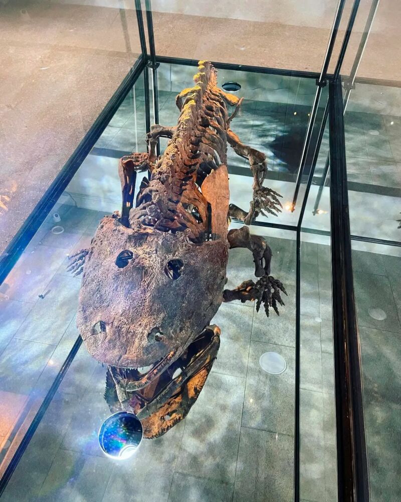 El animal encontrado por LuJan y su equipo es realmente parecido en su cráneo