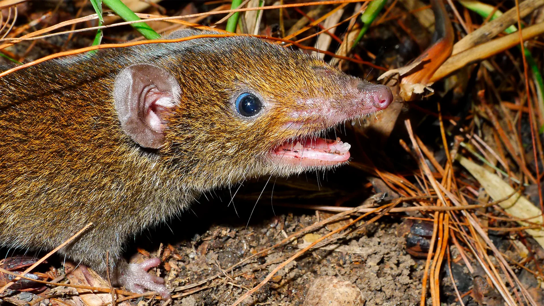 El eiroz vampiro no tiene púas, pero es temible
