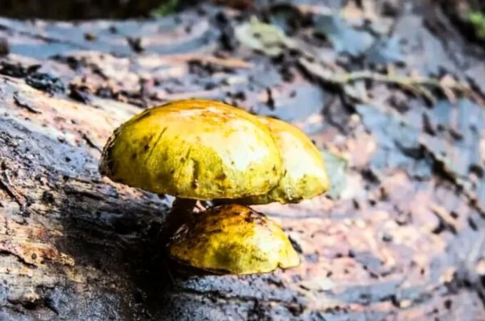 No es ciencia ficción: este hongo transforma minerales en oro
