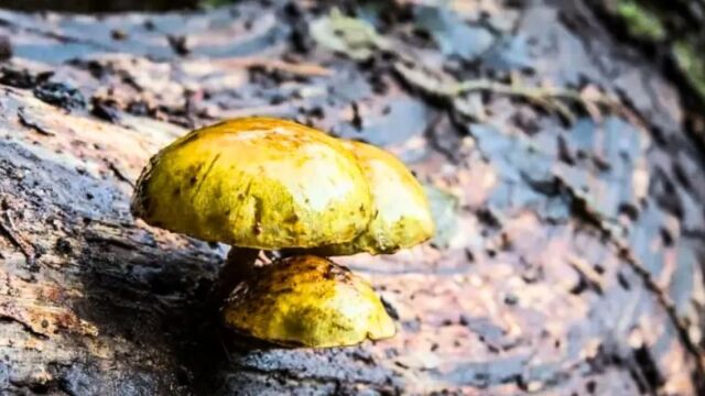 No es ciencia ficción: este hongo transforma minerales en oro