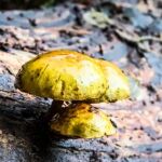 No es ciencia ficción: este hongo transforma minerales en oro