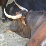 Cebada Gago, estos son los toros que corren hoy en San Fermín: así es la ganadería 