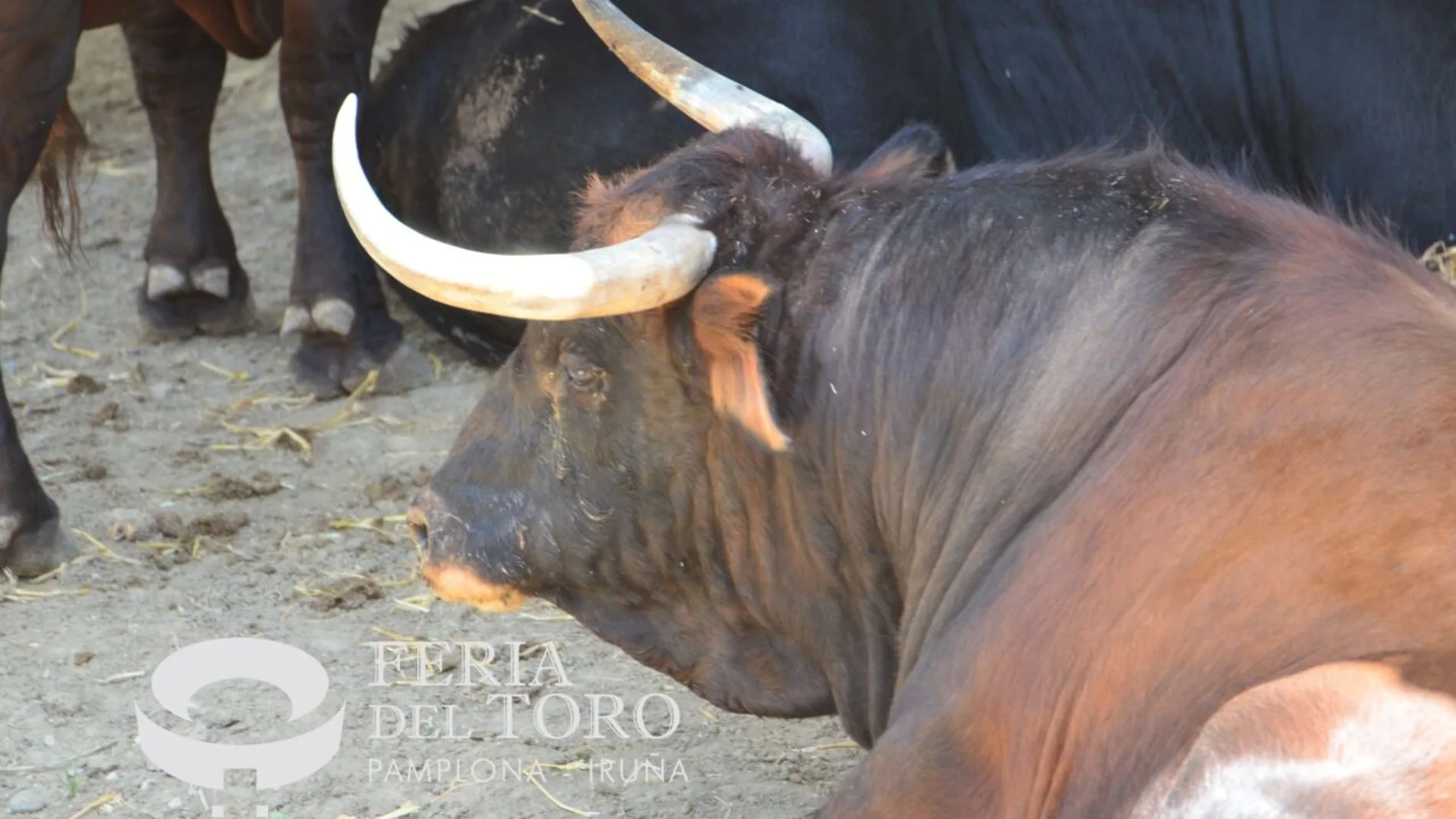 Cebada Gago, estos son los toros que corren hoy en San Fermín: así es la ganadería