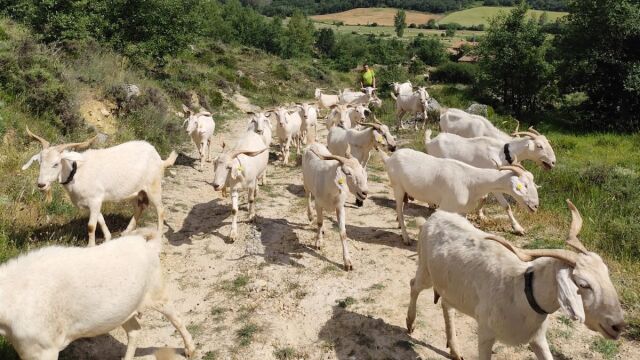 Cabras desbrozando el Geoparque de Las Loras