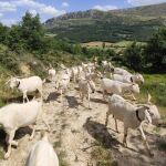 Cabras desbrozando el Geoparque de Las Loras