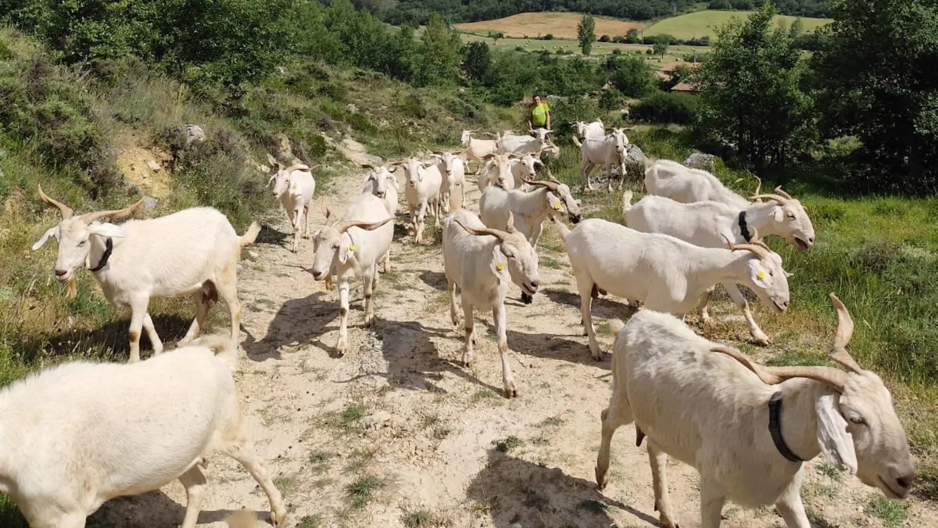 Cabras desbrozando el Geoparque de Las Loras