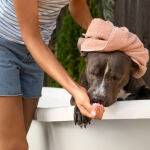 ¿Crees que ayudas a tu perro con el calor? Esta práctica común en realidad lo perjudica