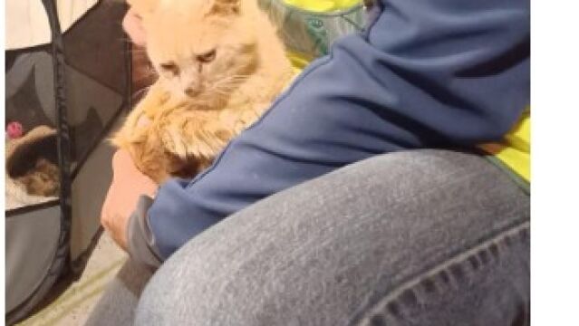 Uno de los gatos rescatados