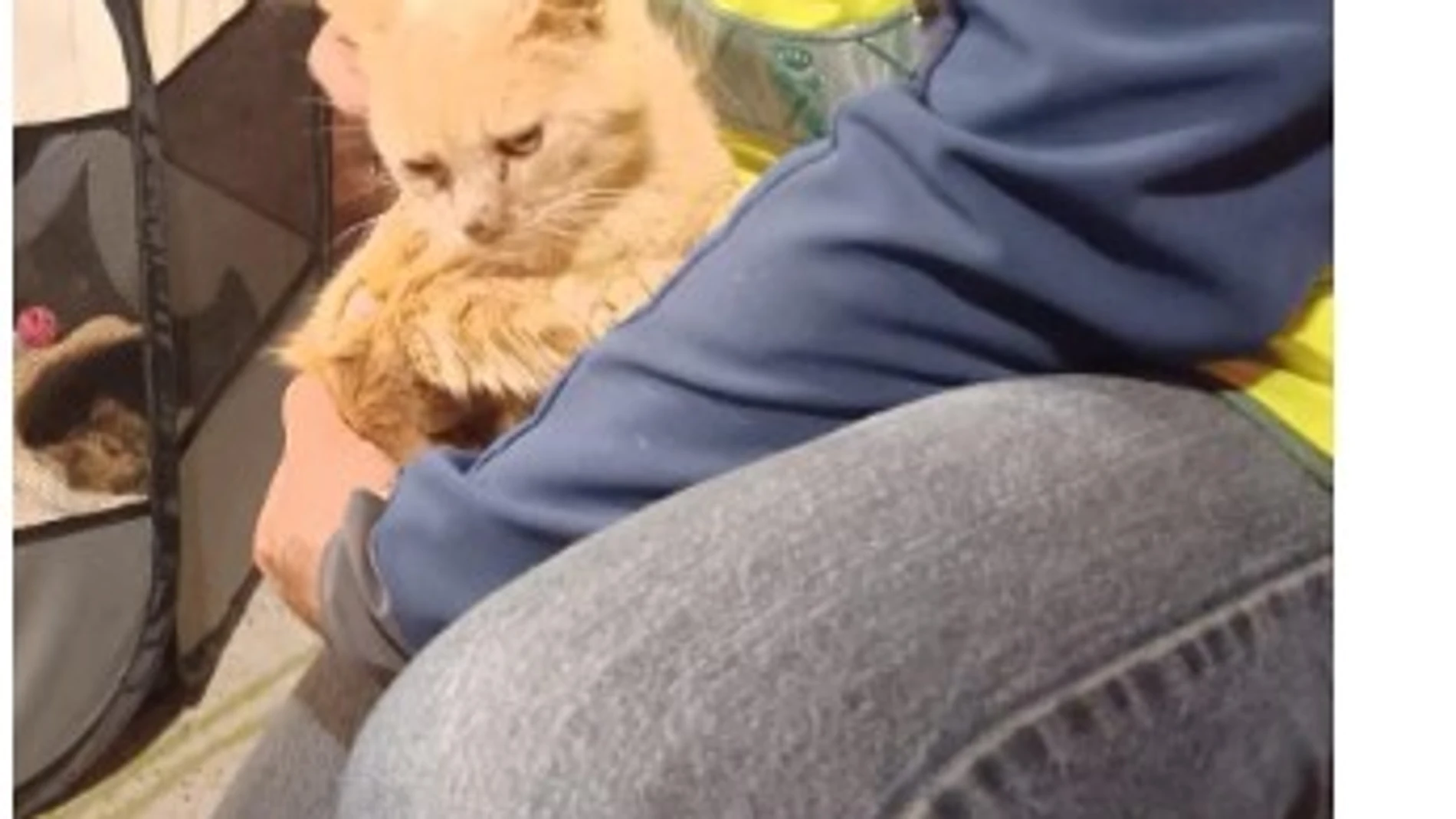 Uno de los gatos rescatados