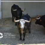 Un toro de Cebada Gago, en los corrales del Gas