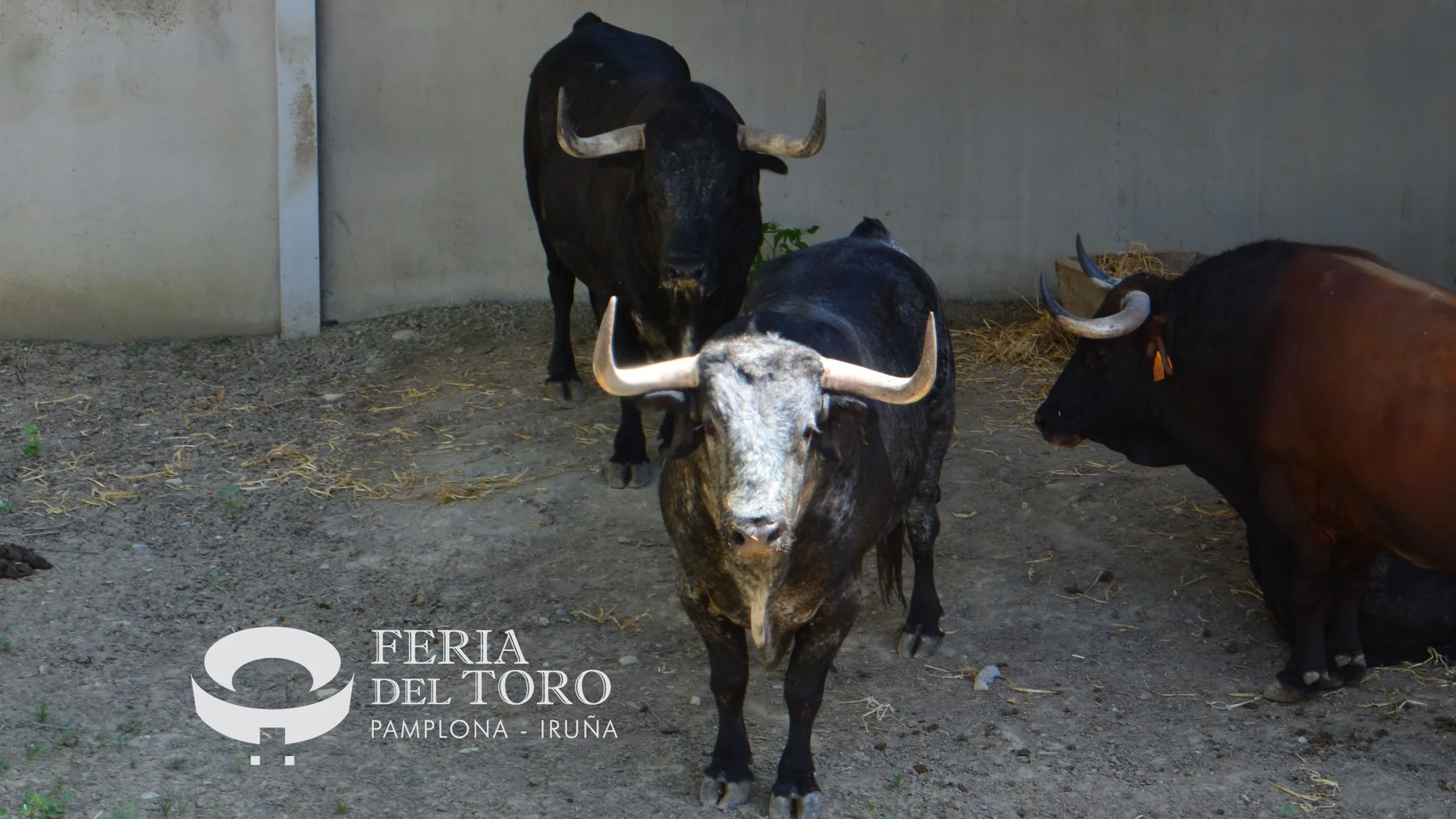 Un toro de Cebada Gago, en los corrales del Gas