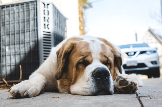 La Real Sociedad Canina llama a la responsabilidad en la Operación Salida: "Casi 1.900 perros mueren atropellados"