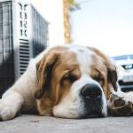 La Real Sociedad Canina llama a la responsabilidad en la Operación Salida: "Casi 1.900 perros mueren atropellados"