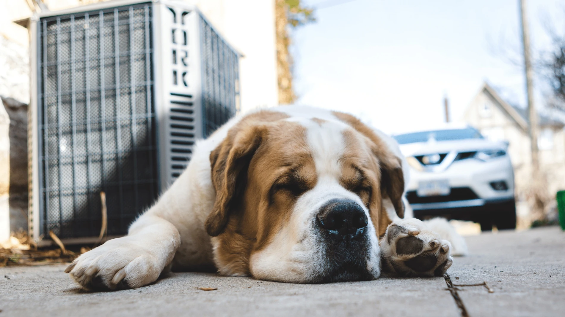 La Real Sociedad Canina llama a la responsabilidad en la Operación Salida: "Casi 1.900 perros mueren atropellados". REMITIDA / HANDOUT por RSCE Fotografía remitida a medios de comunicación exclusivamente para ilustrar la noticia a la que hace referencia la imagen, y citando la procedencia de la imagen en la firma 03/07/2025