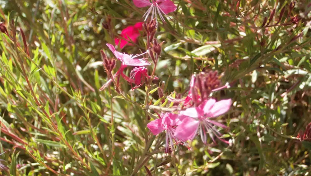 Se recomienda plantar esta flor en jardines difíciles: crece en grava y florece todo el verano sin riego