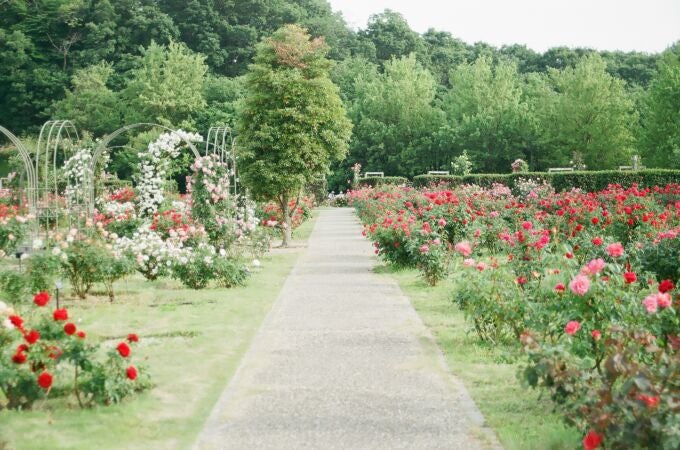 Se recomienda plantar esta flor en jardines difíciles: crece en grava y florece todo el verano sin riego
