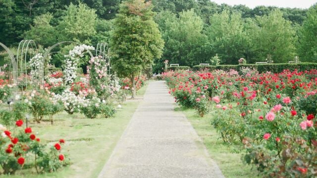 Se recomienda plantar esta flor en jardines difíciles: crece en grava y florece todo el verano sin riego