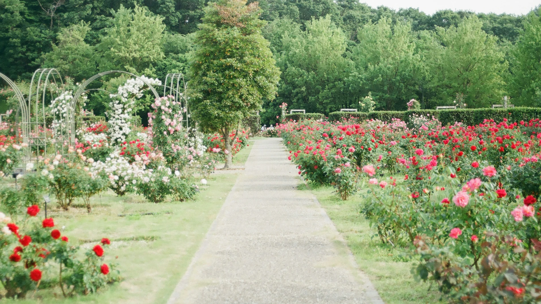 Se recomienda plantar esta flor en jardines difíciles: crece en grava y florece todo el verano sin riego