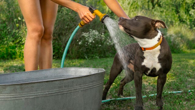 Cuidado con hacer este gesto aparentemente inofensivo a tu perro en verano: “le puede costar la vida”