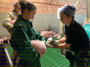Investigación de la vacuna
