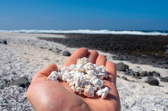 Pie de foto: Aspecto de los rodolitos de una playa de Fuerteventura, Islas Canarias 