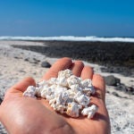 Pie de foto: Aspecto de los rodolitos de una playa de Fuerteventura, Islas Canarias 
