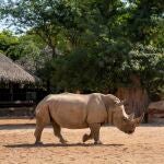 Bioparc Valencia anuncia la primera gestación de una rinoceronta en el parque