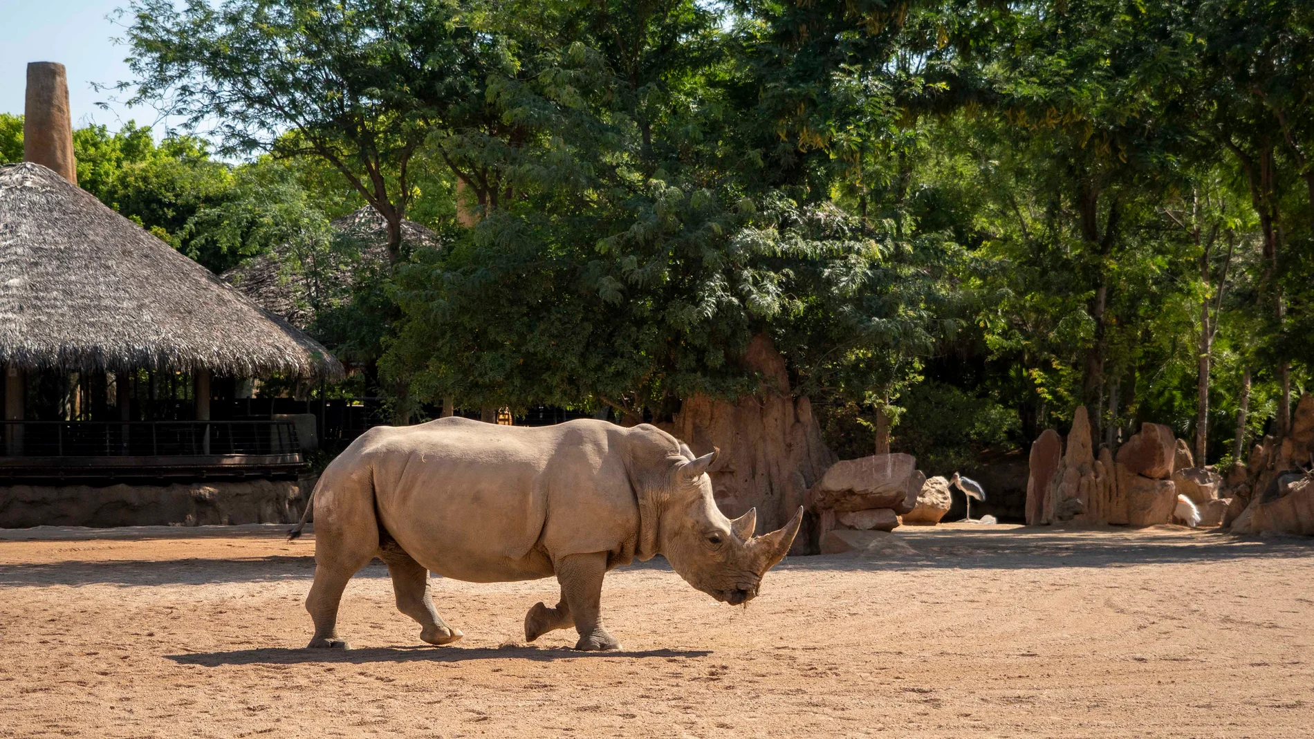Bioparc Valencia anuncia la primera gestación de una rinoceronta en el parque