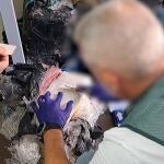Un agente de la Guardia civil abriendo uno de los fardos de coca incautados en Barbate.