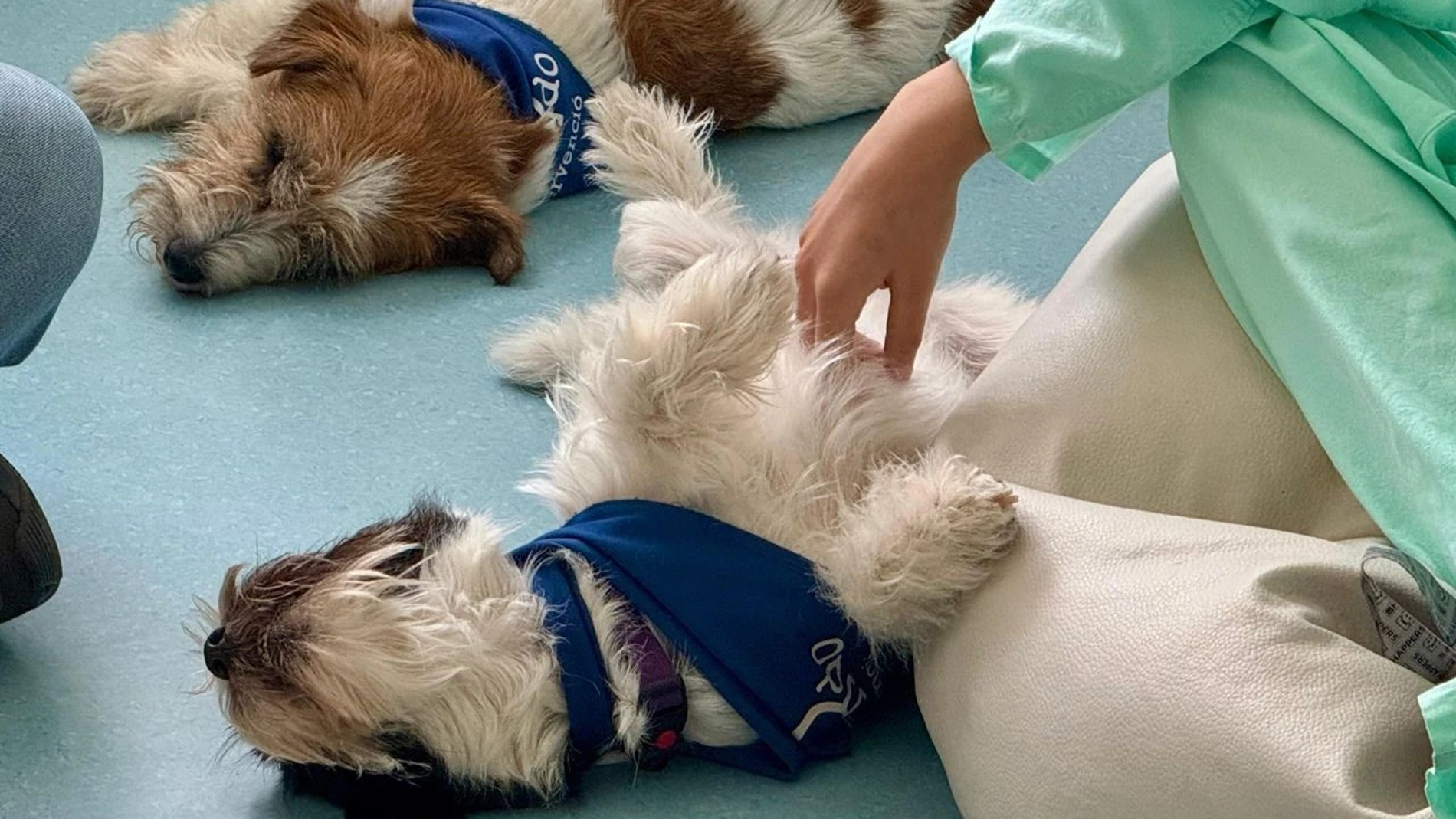 Dos de los perros de la terapia REMITIDA / HANDOUT por VALL D'HEBRON Fotografía remitida a medios de comunicación exclusivamente para ilustrar la noticia a la que hace referencia la imagen, y citando la procedencia de la imagen en la firma 04/07/2025