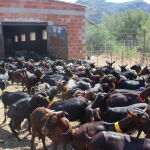 Cabras de leche, de la ganadería de Enrique López, pastor de Sot de Ferrer (Castellón)