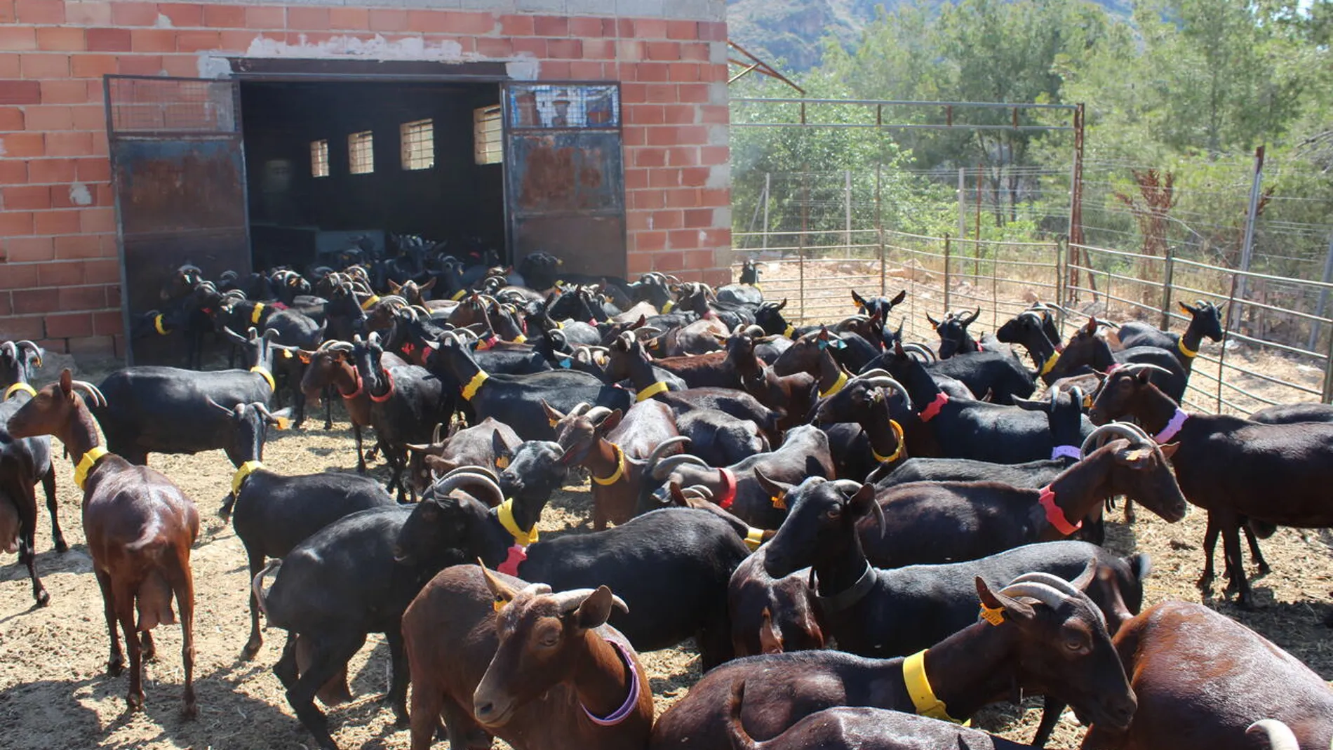 Cabras de leche, de la ganadería de Enrique López, pastor de Sot de Ferrer (Castellón)
