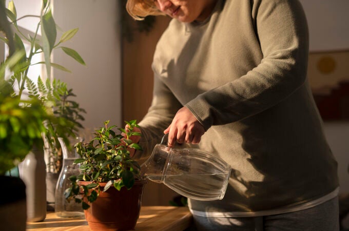 No cometas este error si no quieres que tus plantas se estropeen durante el verano
