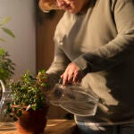 No cometas este error si no quieres que tus plantas se estropeen durante el verano