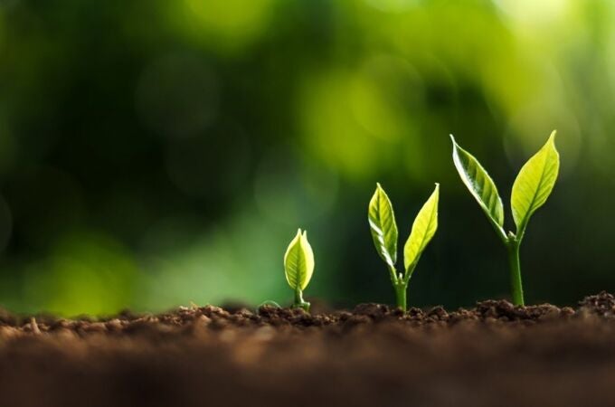 Las plantas jóvenes ignoran las alertas de sequía y priorizan el crecimiento del tallo para captar luz, según CSIC