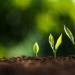 Las plantas jóvenes ignoran las alertas de sequía y priorizan el crecimiento del tallo para captar luz, según CSIC