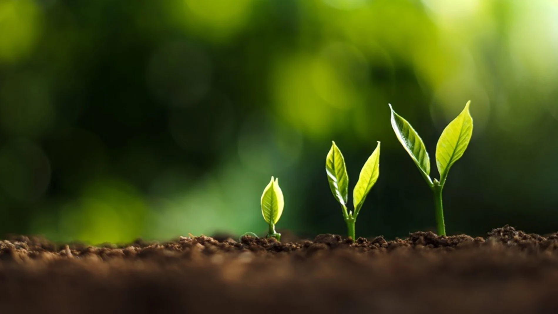 Las plantas jóvenes ignoran las alertas de sequía y priorizan el crecimiento del tallo para captar luz, según CSIC
