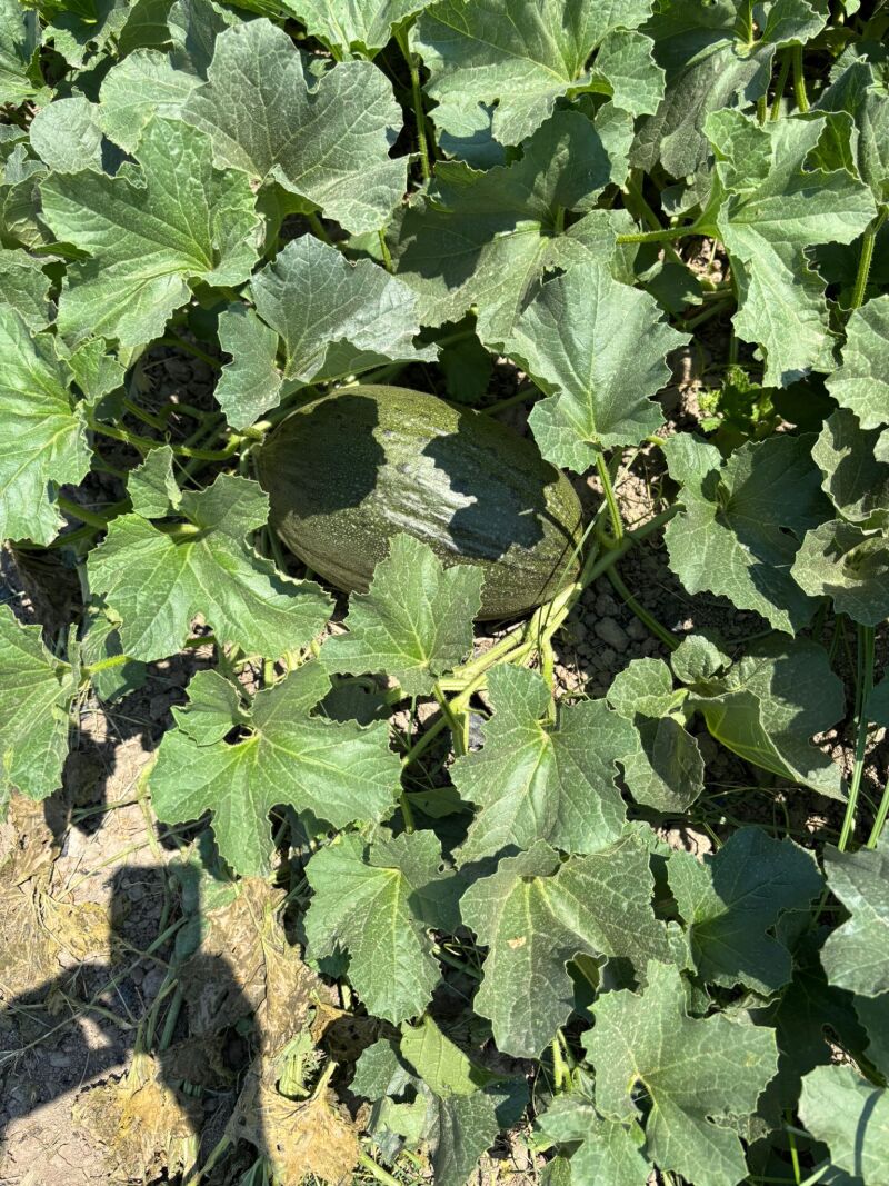 Melón de La Llosa