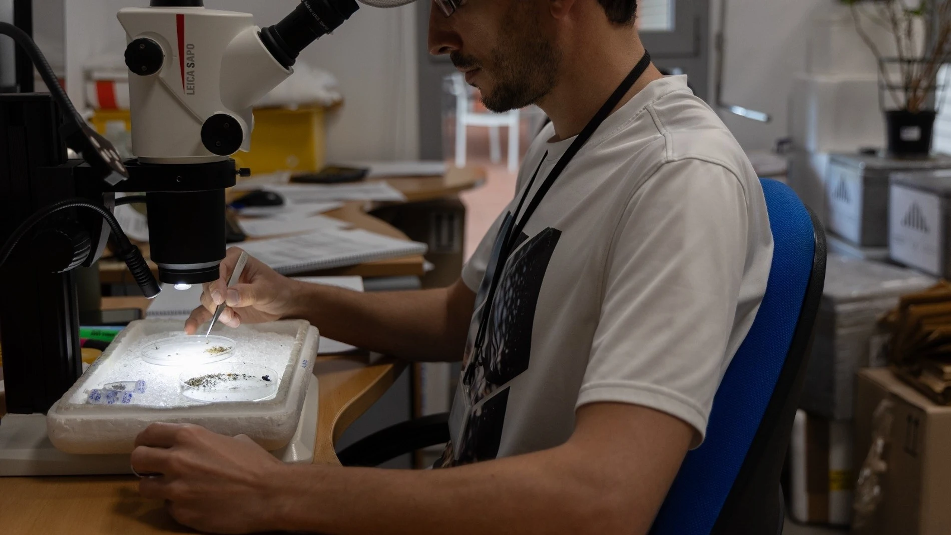 Recuento de mosquitos del VNO en el CSIC-EBD. REMITIDA / HANDOUT por Junta de Andalucía Fotografía remitida a medios de comunicación exclusivamente para ilustrar la noticia a la que hace referencia la imagen, y citando la procedencia de la imagen en la firma 04/07/2025
