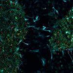 Detalle de las células utilizadas por Cortical Labs