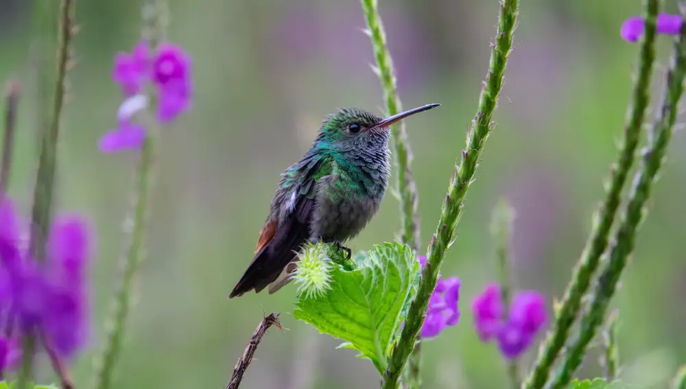 Costa Rica recuerda al viajero cómo podría vivirse: con respeto por la naturaleza y tiempo para detenerse, respirar y observar un colibrí