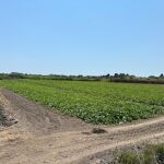 Campos de melones en La Llosa (Castellón)
