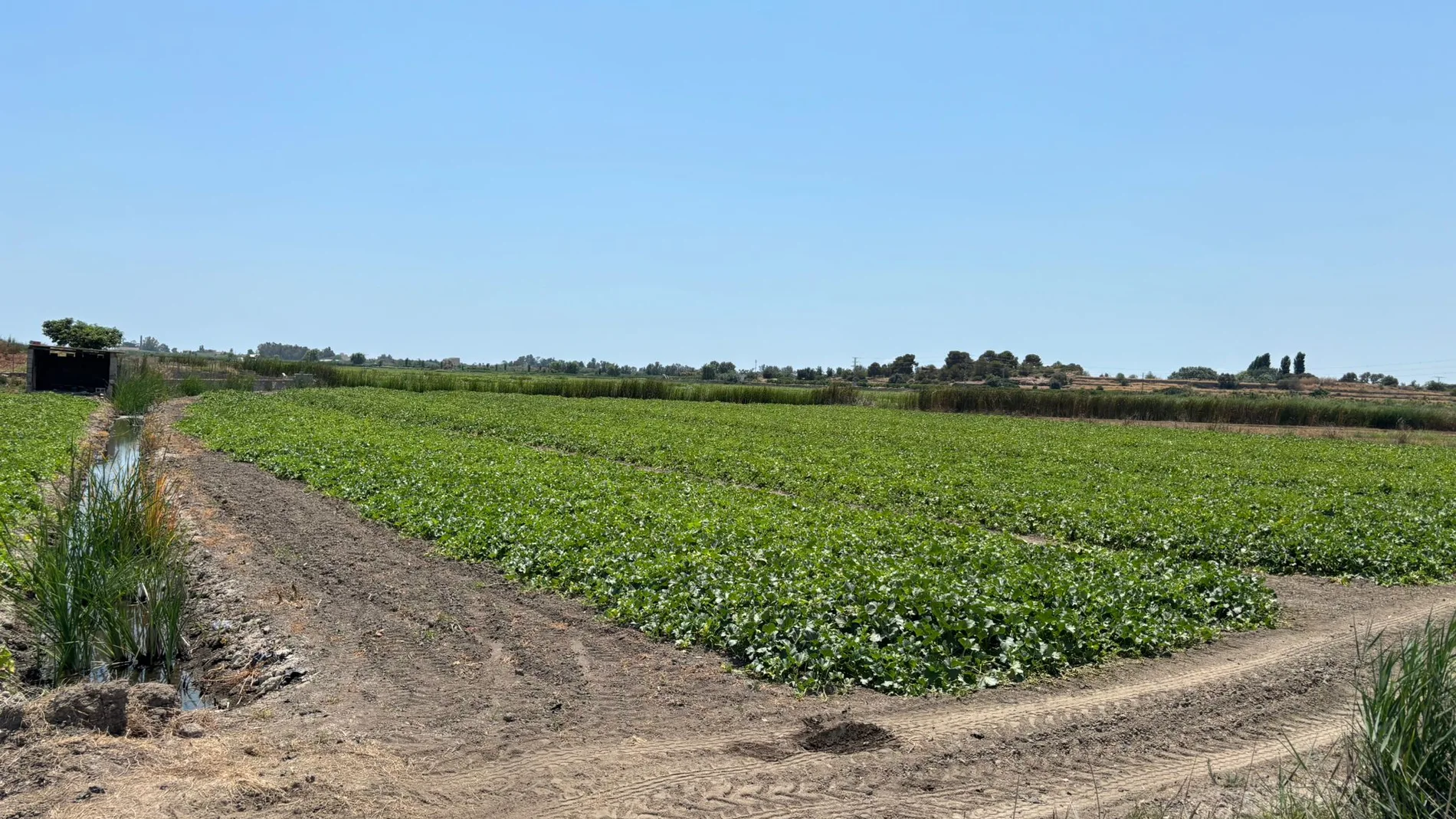 Campos de melones en La Llosa (Castellón)