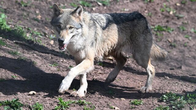 Cantabria acusa a Sánchez de "mangonear" las instituciones y avisa al Defensor: "Estamos sobrepasados de lobos"