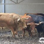 Así es la ganadería del quinto encierro de San Fermín 2025: Jandilla, con pasado negro y éxito en San Isidro (horario y dónde verlo)
