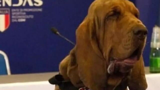 Indignación en Italia: matan a un popular perro policía con salchichas llenas de clavos