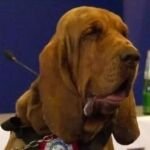 Indignación en Italia: matan a un popular perro policía con salchichas llenas de clavos