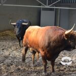 Jandillas, estos son los toros que se corren hoy en San Fermín, 11 de julio, y a los que les persigue la leyenda